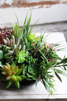 Defia, kompozycja sukulenty w okrągłej donicy, wym.20x27cm