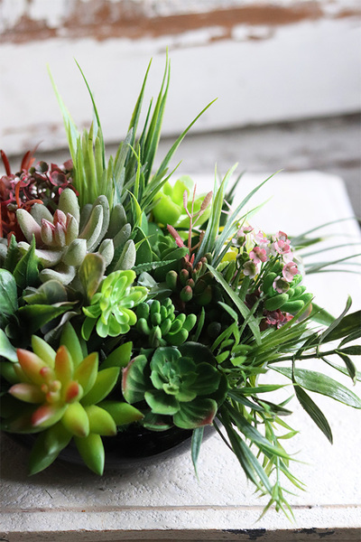 Defia, kompozycja sukulenty w okrągłej donicy, wym.20x27cm