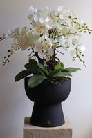 Moderna, duży storczyk w pucharze