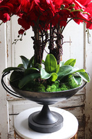 czerwony storczyk w pucharze, Purpurowy Velvetia, wys.76cm 