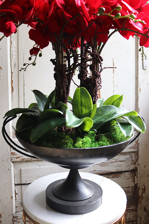 czerwony storczyk w pucharze, Purpurowy Velvetia, wys.76cm 