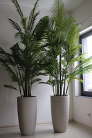 Areca Ibis Concrete, sztuczna palma w betonowej donicy