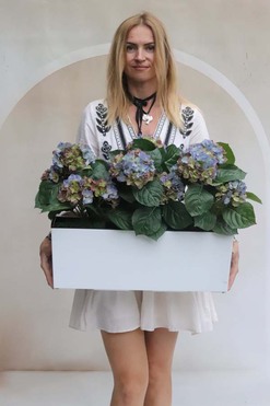 OD RĘKI Summer Balcony Blue, niebieskie hortensje w skrzynce balkonowej, wym.46x57cm 