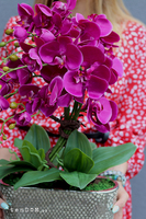 Linda Fuksja 2, storczyk w srebrnej ceramicznej donicy