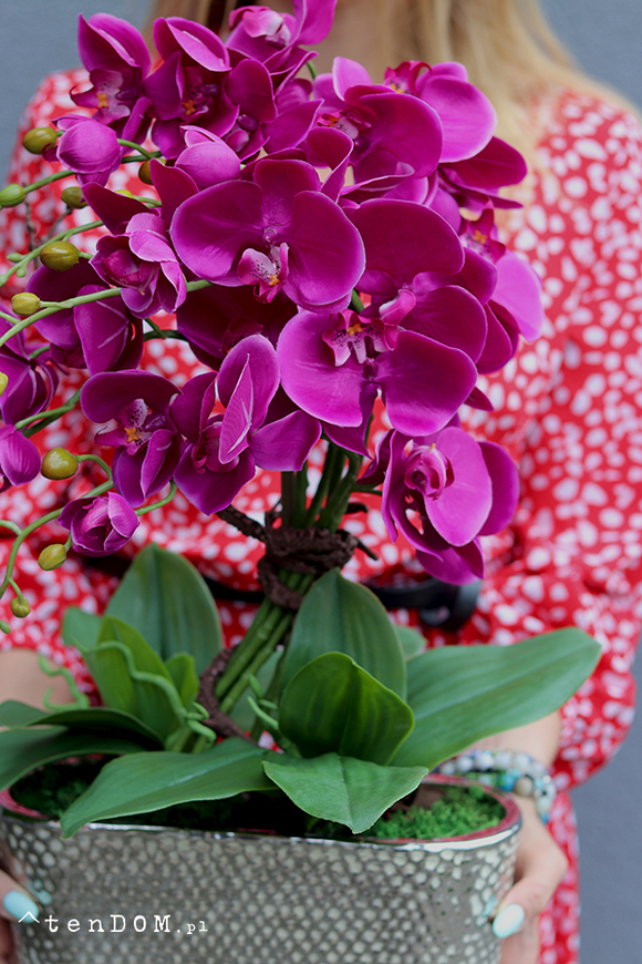 Linda Fuksja 2, storczyk w srebrnej ceramicznej donicy