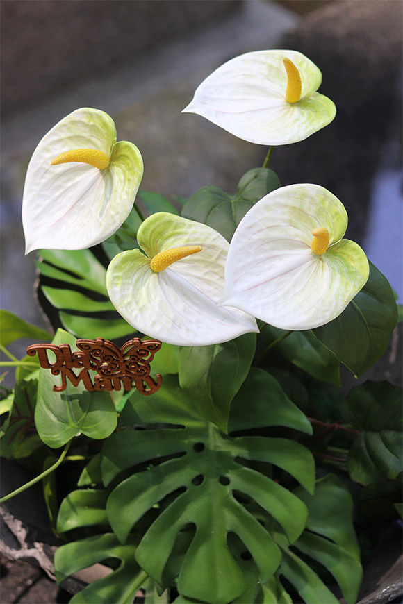 Anturium Volcan White, nowoczesna kompozycja nagrobna z dedykacją, wym.42x70cm 