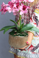 Pinkala, wiśniowy storczyk w złotej donicy