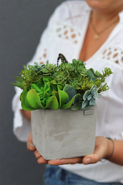 Green Celita C, zielona kompozycja w betonowej donicy, wys.18cm