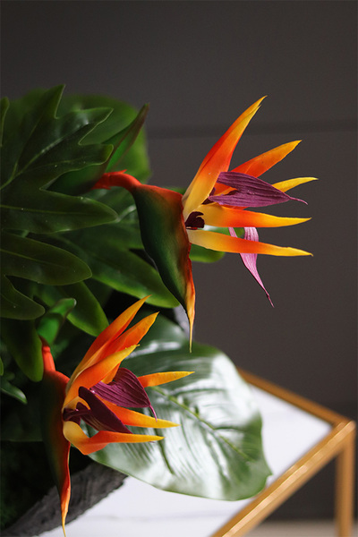 Strelizia Volcan, kompozycja nagrobna w misie