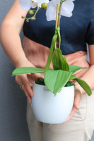 Classico Pure White, śnieżnobiały sztuczny storczyk