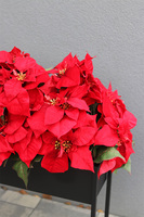 Gwiazda Betlejemska Moderno, aksamitne kwiaty w donicy na stojaku, wym.92x100cm