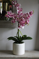 Girls Pink, różowy storczyk w białej donicy, wys.64cm 