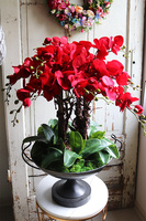 czerwony storczyk w pucharze, Purpurowy Velvetia, wys.76cm 