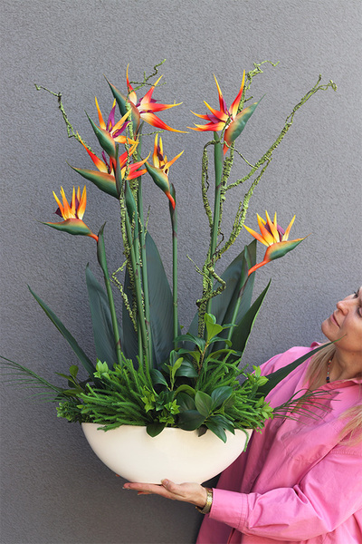 Strelicja Królewska Laos 2, egzotyczna kompozycja w donicy