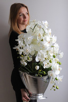 Fresco, storczyk w srebrnym coolerze