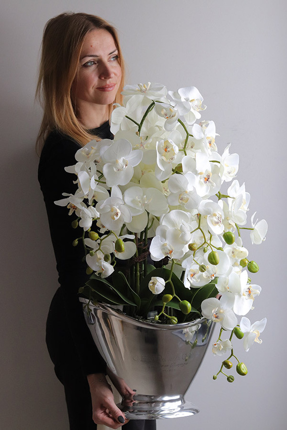 Fresco, storczyk w srebrnym coolerze