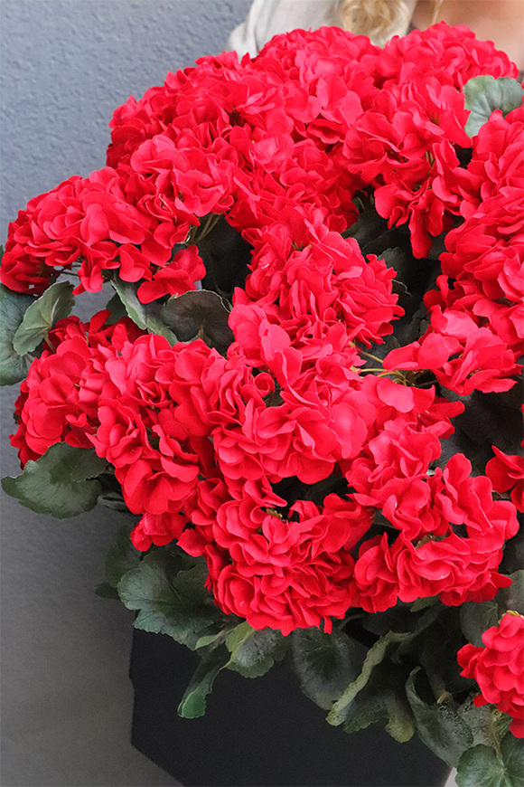 pelargonie w czarnym wkładzie, Deep Red