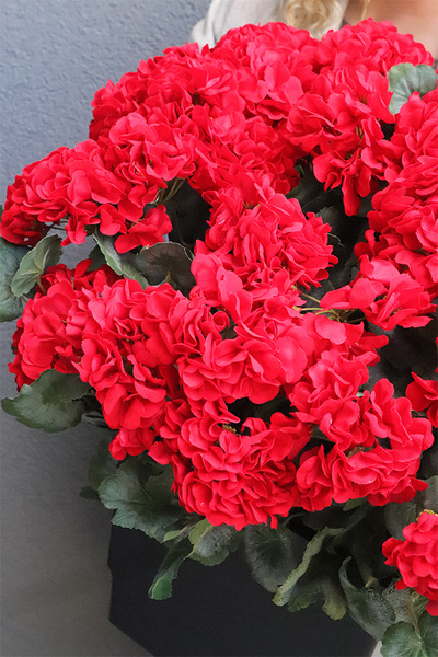 pelargonie w czarnym wkładzie, Deep Red