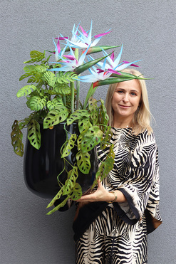 OD RĘKI Fiberglass Strelicja Blue, egzotyczna kompozycja w donicy, wys.90cm