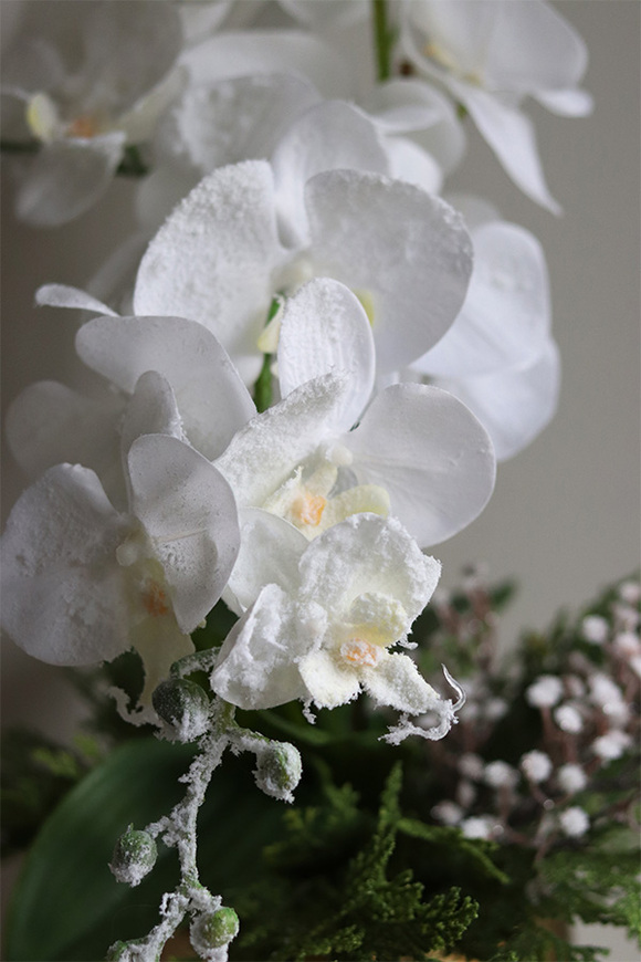 White Snow, elegancki storczyk zimowy