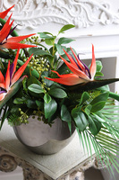 Strelicja Cinderella, kompozycja w srebrnej donicy