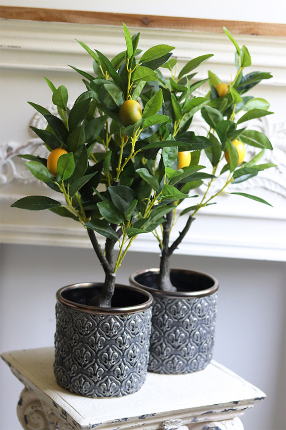 sztuczne drzewko cytrynowe, Citronea