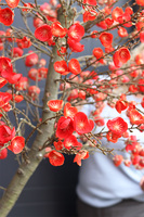 Wiśnia Czerwona, sztuczne drzewko cytrynowe w donicy