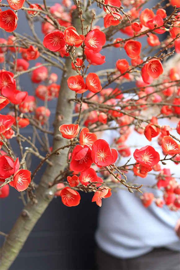 Wiśnia Czerwona, sztuczne drzewko cytrynowe w donicy