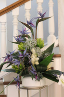 Niebieska Strelicja 2, egzotyczna kompozycja w donicy	