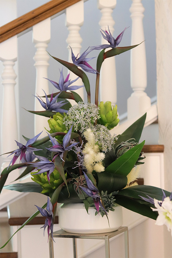 Niebieska Strelicja 2, egzotyczna kompozycja w donicy	