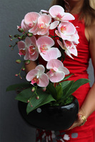 Nelida Black, gumowy storczyk w zielonej donicy