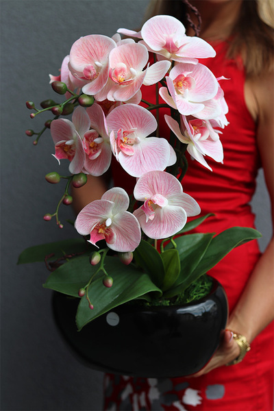 Nelida Black, gumowy storczyk w zielonej donicy