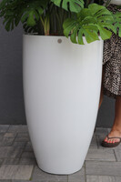 Strelicja Fiberglass Bahama, egzotyczna kompozycja w donicy