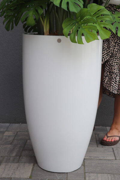 Strelicja Fiberglass Bahama, egzotyczna kompozycja w donicy