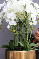 bardzo elegancki storczyk Złota Bajka