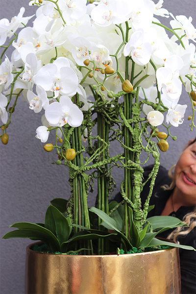 bardzo elegancki storczyk Złota Bajka