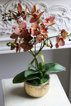 Clementina Granada, gumowy storczyk, wys.60cm 