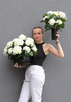 Białe Hortensje, bukiet nagrobny we wkładzie do wazonu