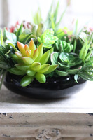 Defia, kompozycja sukulenty w okrągłej donicy, wym.20x27cm
