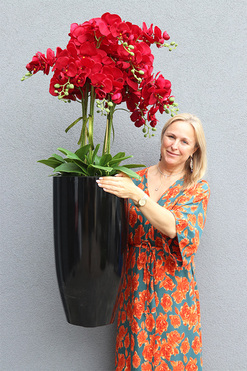 Grande Fiberglass Red Orchid, efektowny storczyk w czarnej donicy fiberglass, wys.122cm 