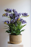 Violet Antique, gumowy storczyk cymbydium w doniczce