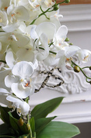 Cooler Old Times, ekskluzywny storczyk w coolerze