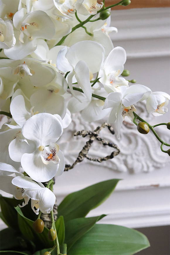 Cooler Old Times, ekskluzywny storczyk w coolerze