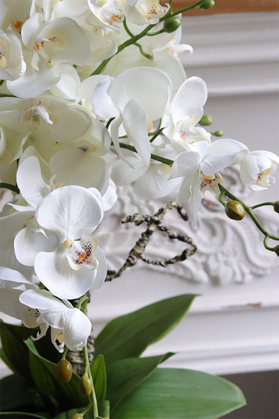 Cooler Old Times, ekskluzywny storczyk w coolerze