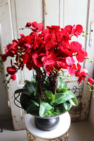 czerwony storczyk w pucharze, Purpurowy Velvetia, wys.76cm 