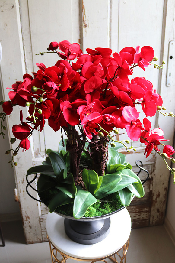 czerwony storczyk w pucharze, Purpurowy Velvetia, wys.76cm 