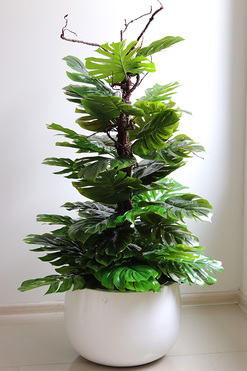 Monstera Walter, drzewko sztuczne w donicy fiberglass, wys.135cm