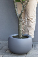 Fikus Dębolistny Walter Grey, sztuczna roślina w donicy fiberglass