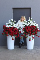 Maria Callas Polonia, podłogowa dekoracja kwiatowa