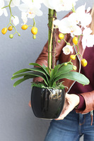 Black Everest, sztuczny storczyk w czarnej donicy